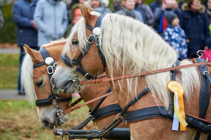 Zu Ehren des Heiligen Leonhard ziehen am 27. Oktober 2019 beim Leonhardiritt zahlreiche Pferde und Kutschen durch Bad Gögging. 
